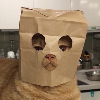 Логотип @kit_memes - Котячі меми