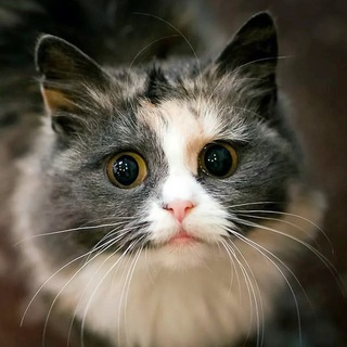 Логотип @kitikc - КЫТИК