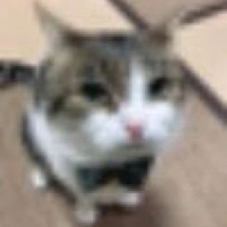 Логотип @kitkoziavka - Бро коти