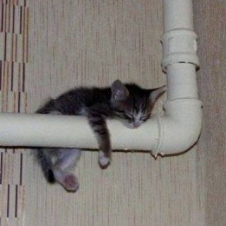 Логотип @kitshitpostit - котёночковый щитпост.