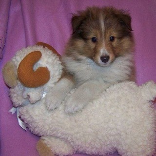 Логотип @kitsumoe - KitsuTsu!!