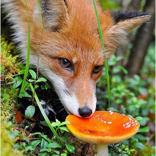 Логотип @kitsunehiimlada - ✨ 𝙆𝙄𝙏𝙎𝙐𝙉𝙀 𝙎𝙃𝙊𝙒 ✨