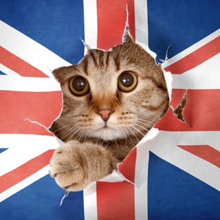 Логотип @kitten_en - English in polls 🇬🇧 | English Language