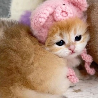 Логотип @kitten_fans - Котята и их поклонники