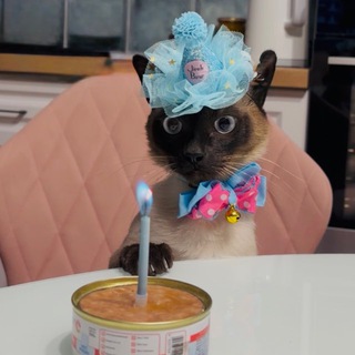 Логотип @kitten_we_are_fucked - Котики, мы в дерьме!