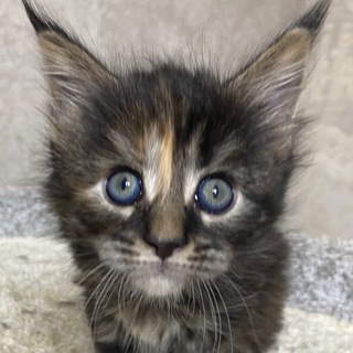 Логотип @kittenbeads - СТАРЫЙ КАНАЛ(kitten beads)