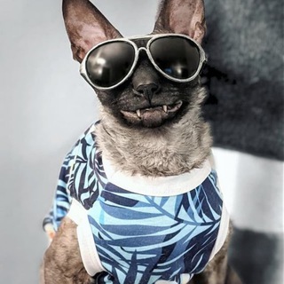 Логотип @kittenbryak - Raddat спит