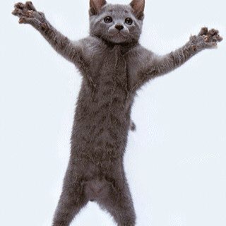 Логотип @kittendances - Котики и корона на голове Беллы Рапопорт