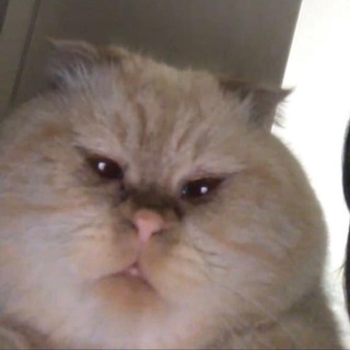 Логотип @kittenmittenss - кошковарёжки