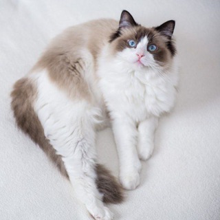 Логотип @kittens_for_sale_in_ua - Продажа кошек и котят🐈