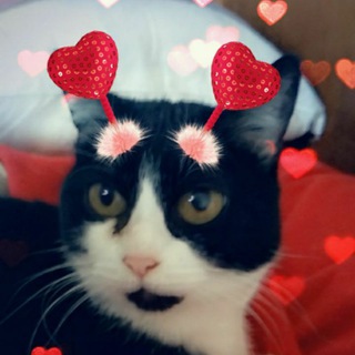 Логотип @kittieslove - Gatuniverso💫🚀😸