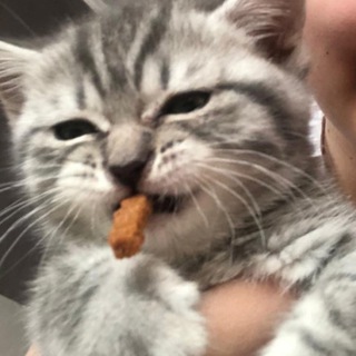 Логотип @kitty_kingdoms - Котики на Каждый день ฅ^•ﻌ•^ฅ