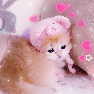 Логотип @kitty_lashroom - kitty lashroom | РЕСНИЦЫ & БРОВИ | Китти Лэшрум