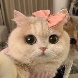 Логотип @kittybotchannel - Говорит Китти