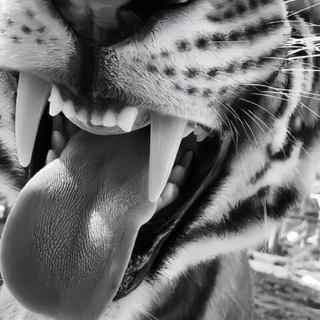 Логотип @kittygtr - pussycat