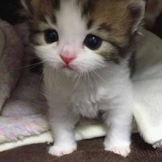 Логотип @kitygifs - Гифки с котятами (но не только)