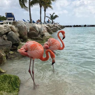 Логотип @kkhadikka - 🦩