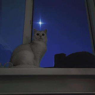 Логотип @kladbishchelybvi - shelter