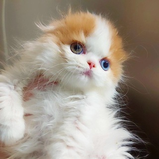 Логотип @kliofoldcity - Kliofoldcity питомник шотландских кошек