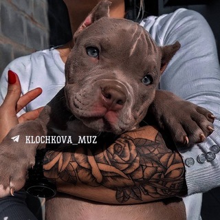 Логотип @klochkova_muz - ⚜️𝐤𝐥𝐨𝐜𝐡𝐤𝐨𝐯𝐚_𝐦𝐮𝐳⚜️