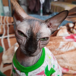 Логотип @klub1000000km - О том, о сём