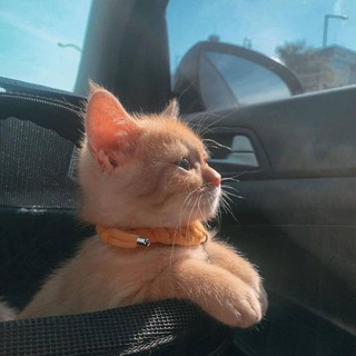 Логотип @kmkjhgg - •мσσηℓιgнт•