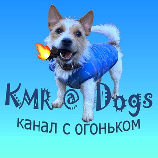 Логотип @kmrdogsvideo - KMR@Dogs Chat-смешные животные.