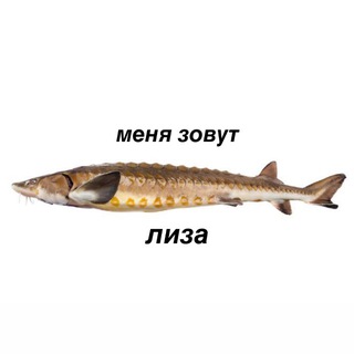 Логотип @knigech_ka - осетрина с душком