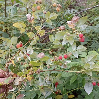 Логотип @knopkasmm - Тест парсинг