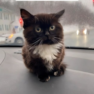 Логотип @ko7ikko7ik - котики