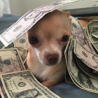 Логотип @kobozeffmoney - kobozeff