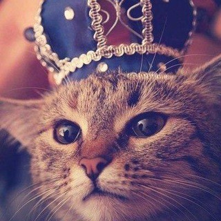 Логотип @kohakis - Приколы!!!Котики!!! Собачки!!!