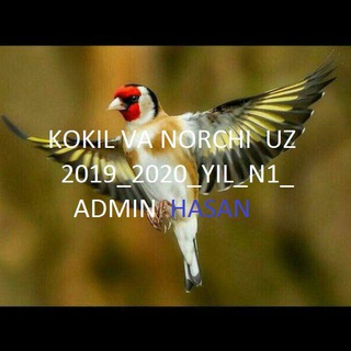 Логотип @kokiluz1n - KOKIL VA NORCHI