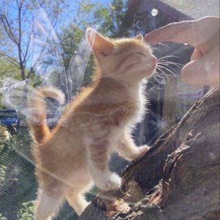 Логотип @kokosinka0711 - КОТИКИ🩷