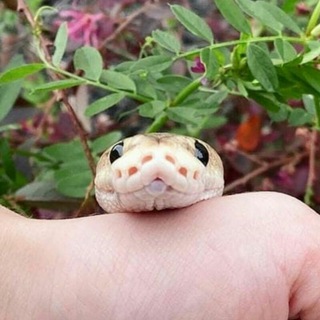 Логотип @kolbasy1 - Sssnake'sss and vsjakoe