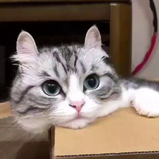 Логотип @komaruchatting - Komaru ~ Chatting 🌷