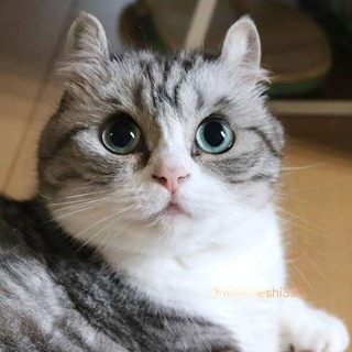 Логотип @komaruproduction - Komaru Production 🆕