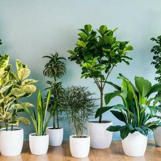 Логотип @komnatnierasteniya_zar - 🌸🌼Цветочный мир🌺🌱🌵