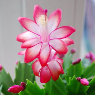 Логотип @komnatnye_zvety - 🌺Комнатные растения🌺