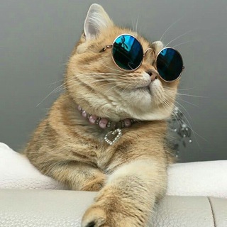 Логотип @komotya - КОТЯ-МОТЯ🐱