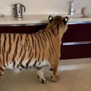 Логотип @kompashka_milashka - Усатая КомпаниЯ