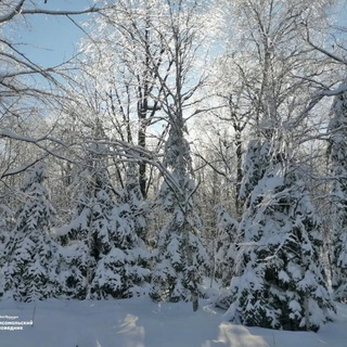 Логотип @komszapoved - Комсомольский заповедник