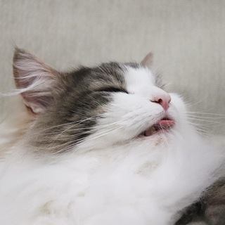 Логотип @komugi_gif - 🌱 Komugi ~ GIF 🌸