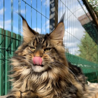 Логотип @koreasilk - Котята