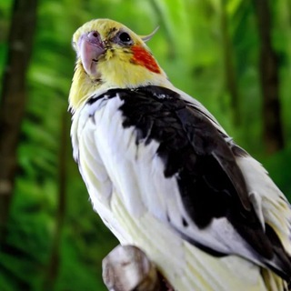 Логотип @korella_parrots - ЗАВОДЧИК ПОПУГАЕВ КОРЕЛЛА🦜