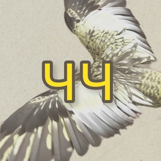 Логотип @korellamos - ЧЧ: попугай корелла