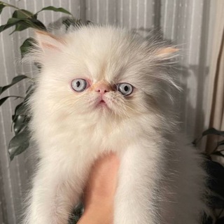 Логотип @korobkaskotami333 - Коробка с котами