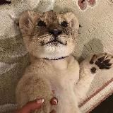 Логотип @korosheexx - короче