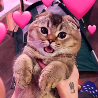 Логотип @koshachyi_lapki - Кошачьи лапки 🐾