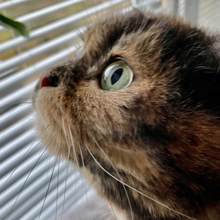 Логотип @koshkabusa - Кошка.ru